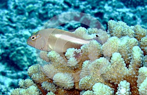 Arc-Eye Hawkfish