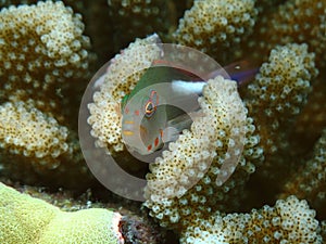 Arc-Eye Hawkfish