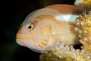 arc-eye hawkfish