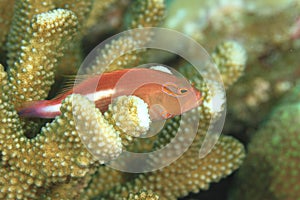 Arc-eye hawkfish