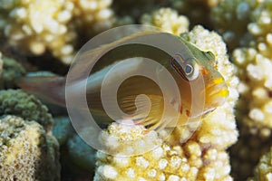 Arc-eye hawkfish