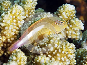 Arc-eye hawkfish