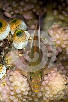 arc-eye hawkfish on coral