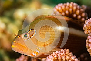arc-eye hawkfish on coral