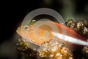 arc-eye hawkfish on coral