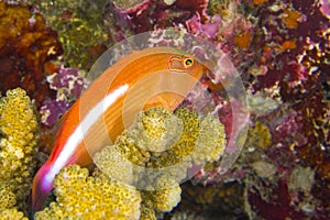 Arc-eye Hawkfish, Coral Reef, South Ari Atoll, Maldives