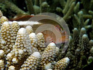 Arc-eye Hawkfish Fiji