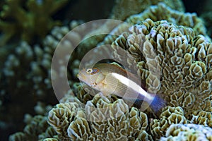 Arc-Eye Hawkfish Parracirrhites arcatus