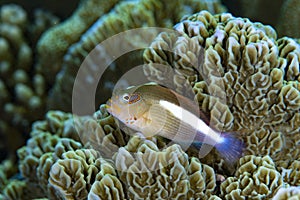 Arc-Eye Hawkfish Parracirrhites arcatus