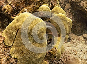 Arc eye hawkfish protecting his nest