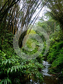 Arc formed by bamboo over small creek. Hawaii