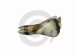 Arca zebra, or the turkey wing ark clam, similar to the whole turkey wing.