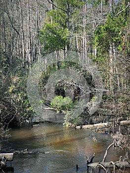 Arcadia Mill Archaeogical Site Elevated Boardwalk Over River photo