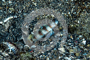 Arcfin Shrimpgoby Amblyeleotris arcupinna