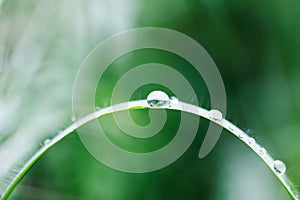 Arch of blade of grass with small droplets of rain or dew on a natural green background