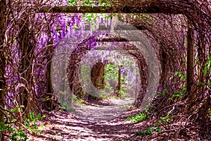 Arch with blooming wisteria flowers.