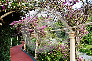 Arch of Bougainvillea purple flowers in Turkey