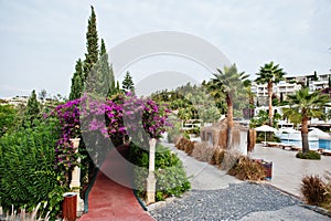 Arch of Bougainvillea purple flowers in Turkey resort