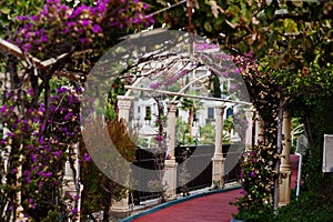 Arch of Bougainvillea purple flowers in Turkey resort