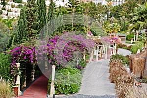 Arch of Bougainvillea purple flowers in Turkey resort