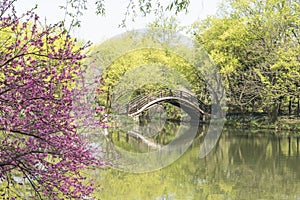Arch bridge and peach blossom