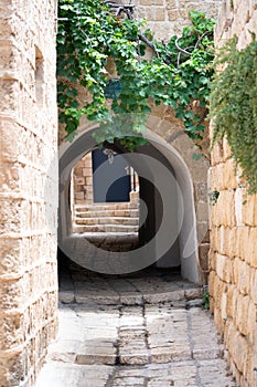 Arch with green leaves of a plant on an ancient street of Jaffa in Tel Aviv, Israel