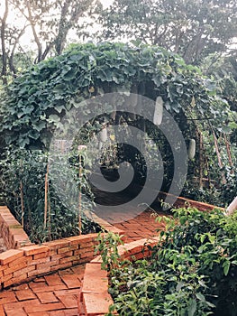 Arch of green leaves and ripe zucchini in garden of countryside cottage on rainy summer day