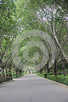 The arch green Tree