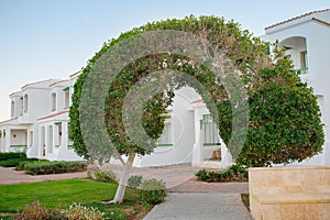 Arch of green tree