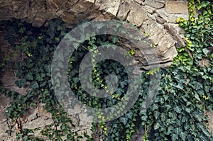 Arch with ivy