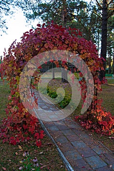 Arch of leaves in the Park