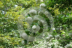 Arch-like branch of Viburnum opulus sterile with round white inflorescences in mid May