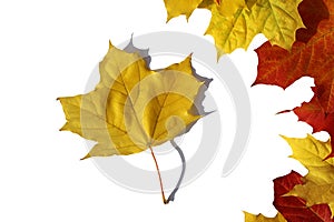 Autumn maple leaves lie on a white background with place for text photo