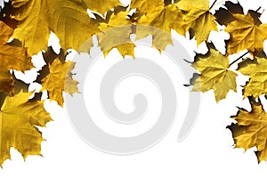 Yellow maple leaves lie in the form of a frame on a white background photo