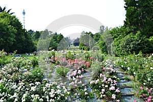 Arch of Peace and bushes of roses of Simplon park, Parco Sempione in Milan.