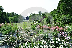 Arch of Peace and bushes of roses of Simplon park, Parco Sempione in Milan.