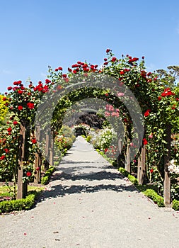 Arch with red roses in the garden