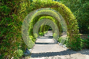 Arch-shaped tropical green plant tunnel in park under sunlight