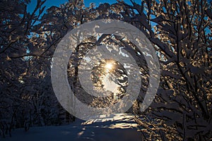 Arch of trees in the winter forest at sunset