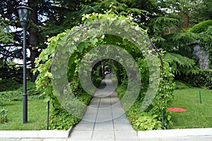 Arch and trellis, entwined vine and lantern in a beautiful Park in the summer