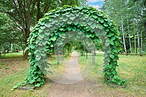 Arch of tropical jungle lianas, woody climbing vine. Alley with empty green arches, natural green corridor in park