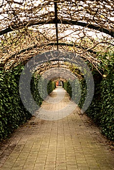 Arch with a tunnel made of wicker woven