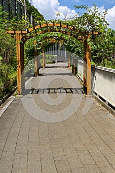 Arch Vine Trail Background