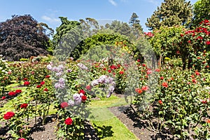 Arch with white blooming roses in the garden