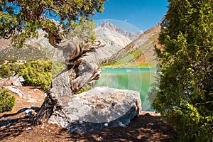 Archa tree on shore of turquoise Kulikalon lake in Fann mountains, Pamir Alay, Tajikistan