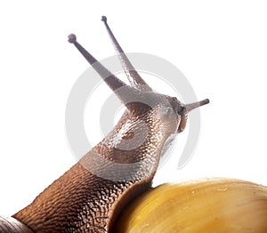 archachatina marginata ovum albina shell