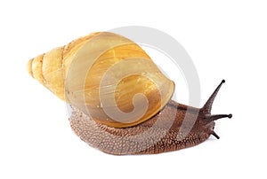 archachatina marginata ovum albina shell