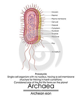 Archaea