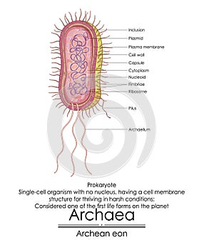 Archaea photo