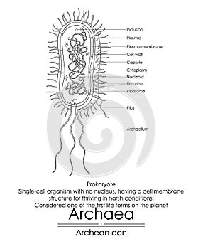 Archaea are considered one of the first life forms